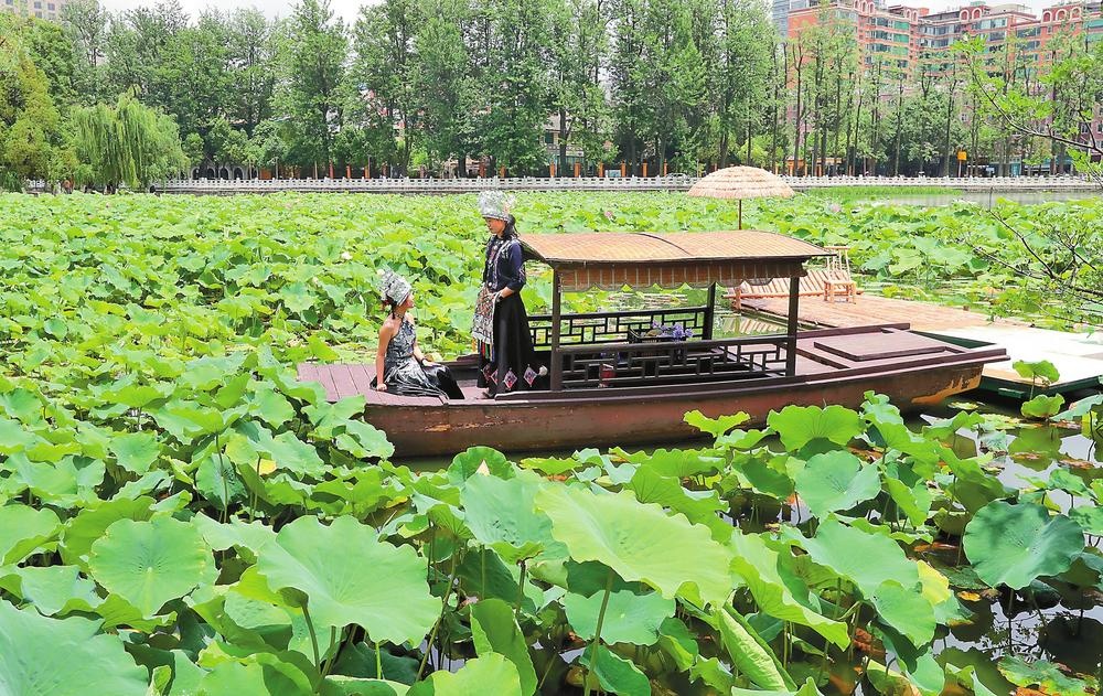 昆明翠湖荷花绽放盛景