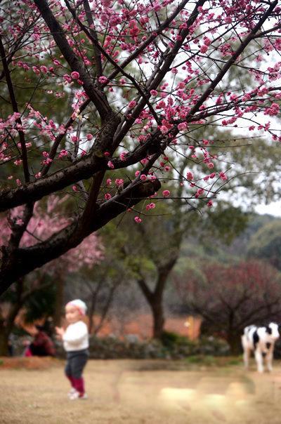 “湖南植物园最新资讯”