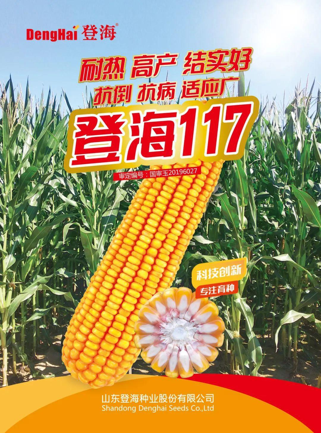 登海种业最新资讯发布