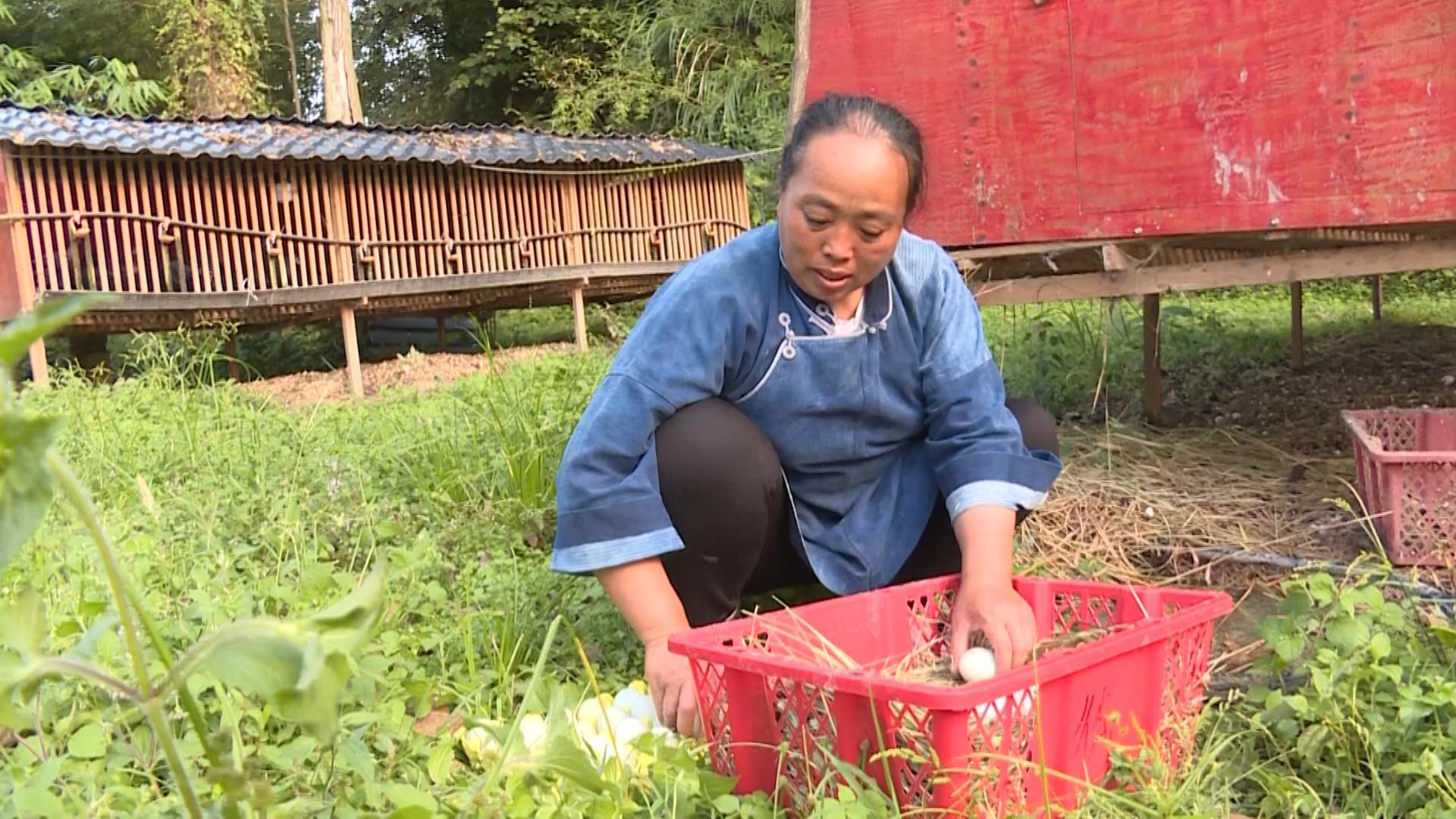 贵州鸡蛋市场价格动态