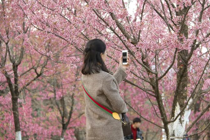 国内热门新晋视频：冬日绽放的梦幻草樱瞬间