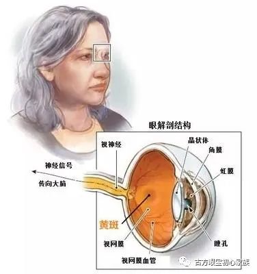 探索黄斑疾病治疗领域的尖端：揭秘最前沿、最有效的治疗技术