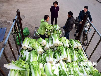 最新揭晓：安丘白菜市场行情，价格动态一览