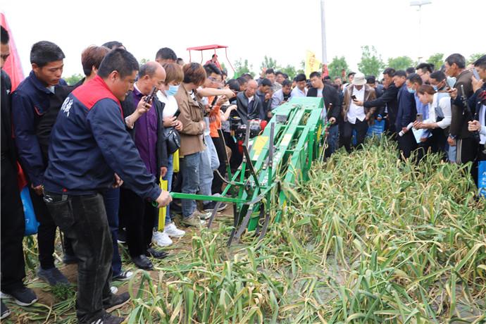 今日金乡大蒜市场最新价格动态揭晓