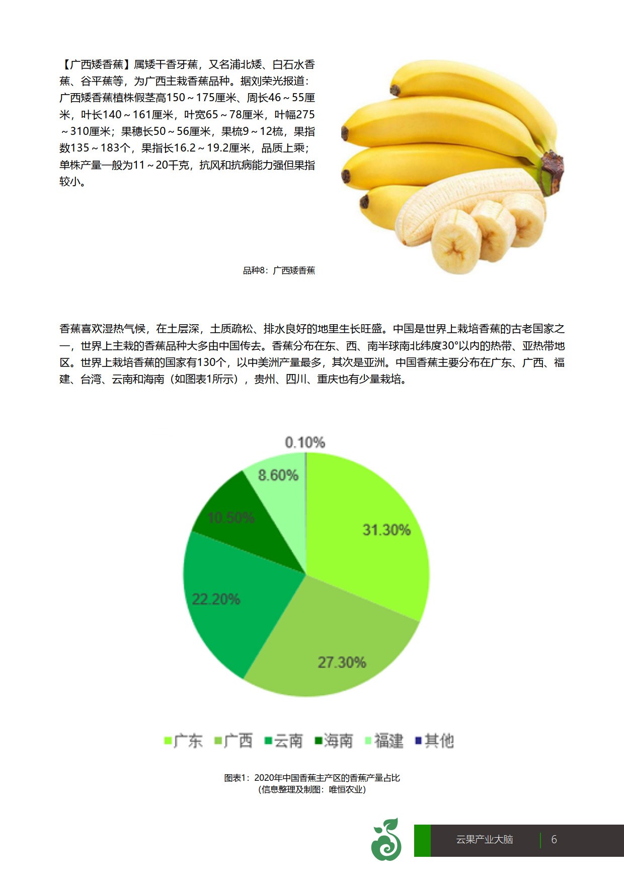 云南香蕉资讯网——最新行情与动态全面播报